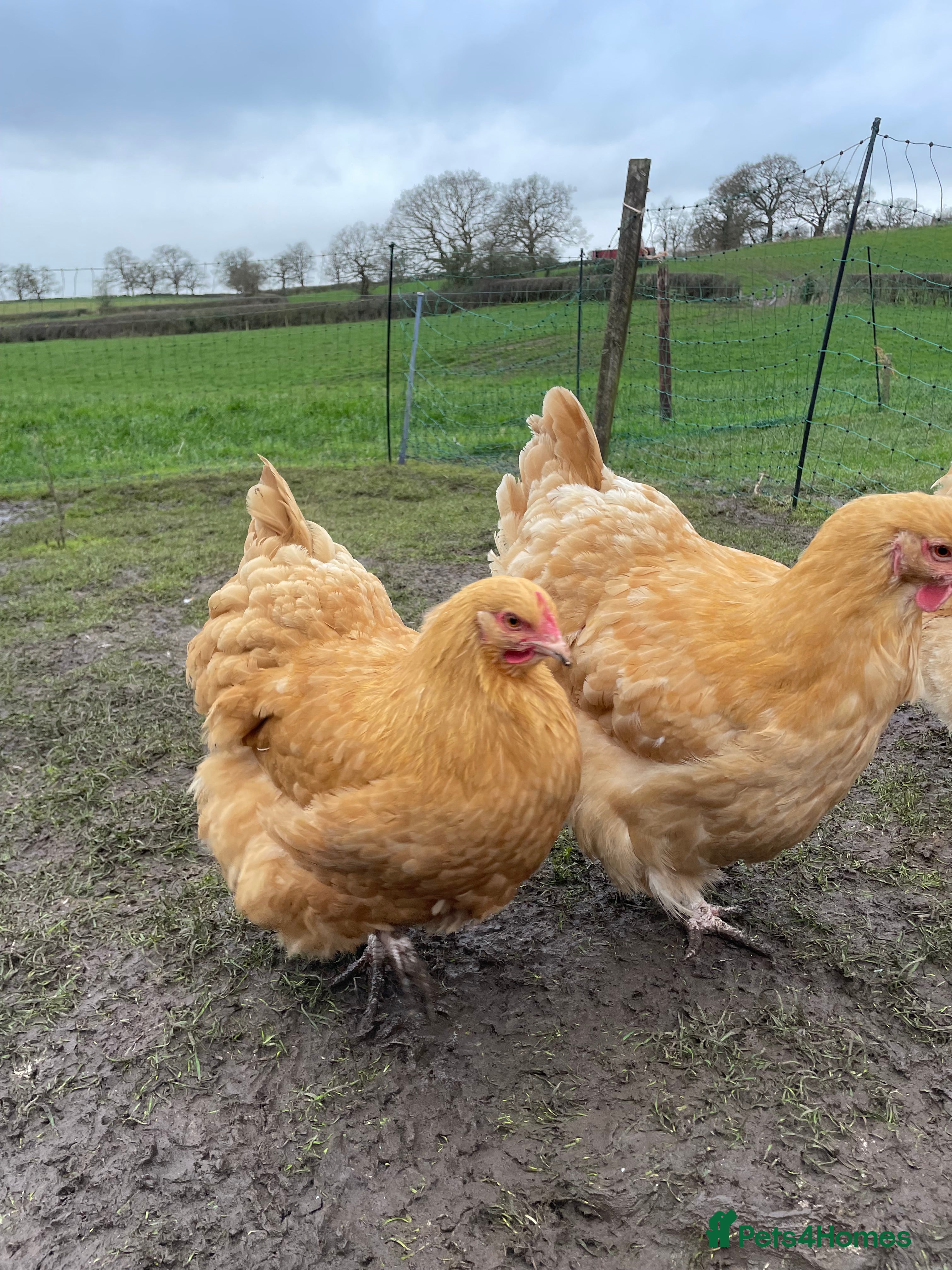 Chickens poultry Pure Bred Buff Orpington Pullets - Advert 3