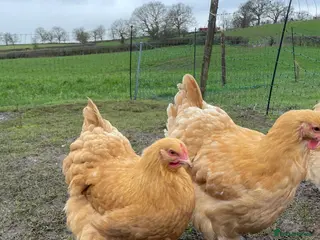 Chickens poultry Pure Bred Buff Orpington Pullets - Advert 3