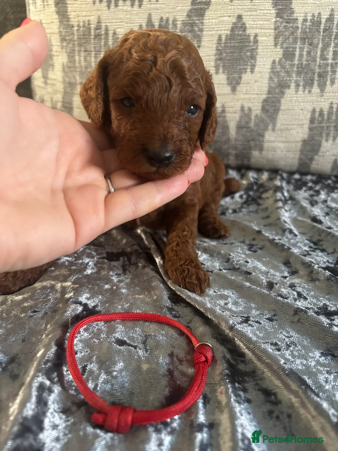 Cavapoo dogs for sale: F1b Cavapoo - Advert 2