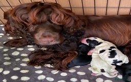 Cocker Spaniel dogs for sale: Beautiful Cocker Spaniel Girl Puppy - Advert 9