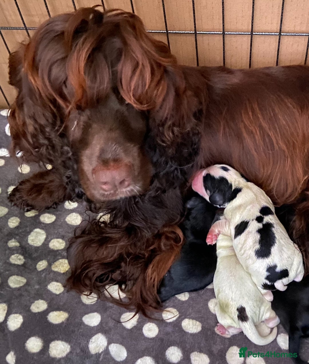 Cocker Spaniel dogs for sale: Beautiful Cocker Spaniel Girl Puppy - Advert 9
