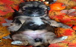 Shih Tzu dogs for sale: Shih tzu puppies - Image 13