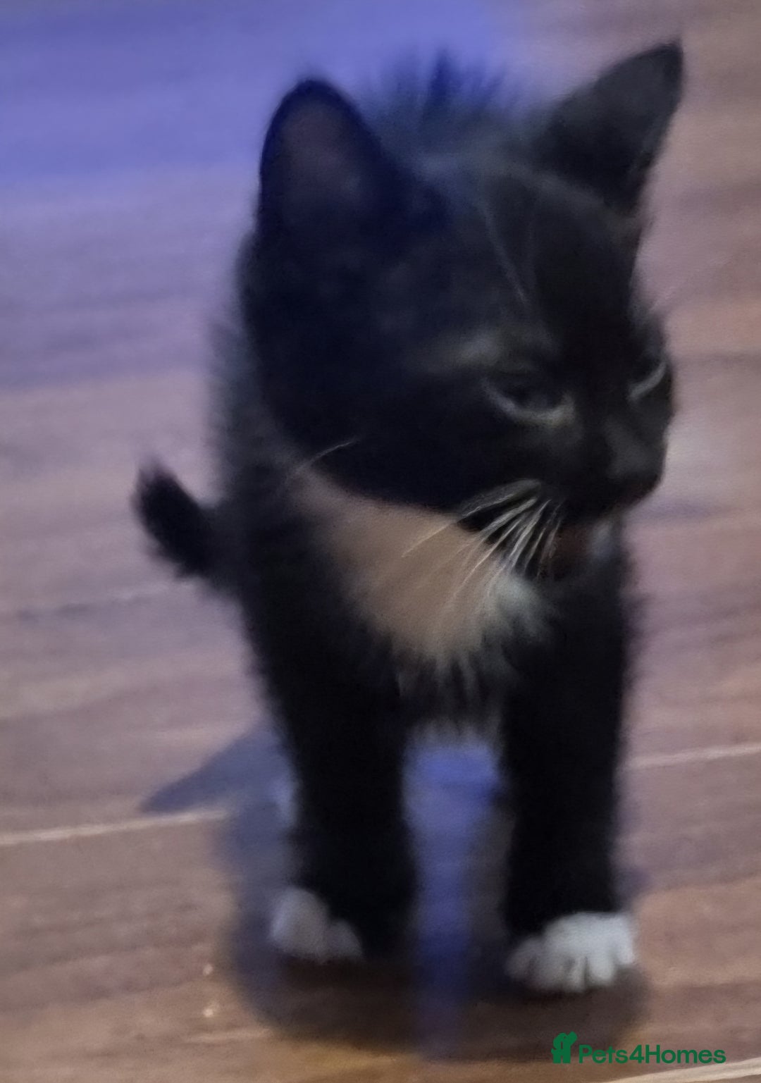 Mixed Breed cats for sale: Beautiful kittens - Image 3