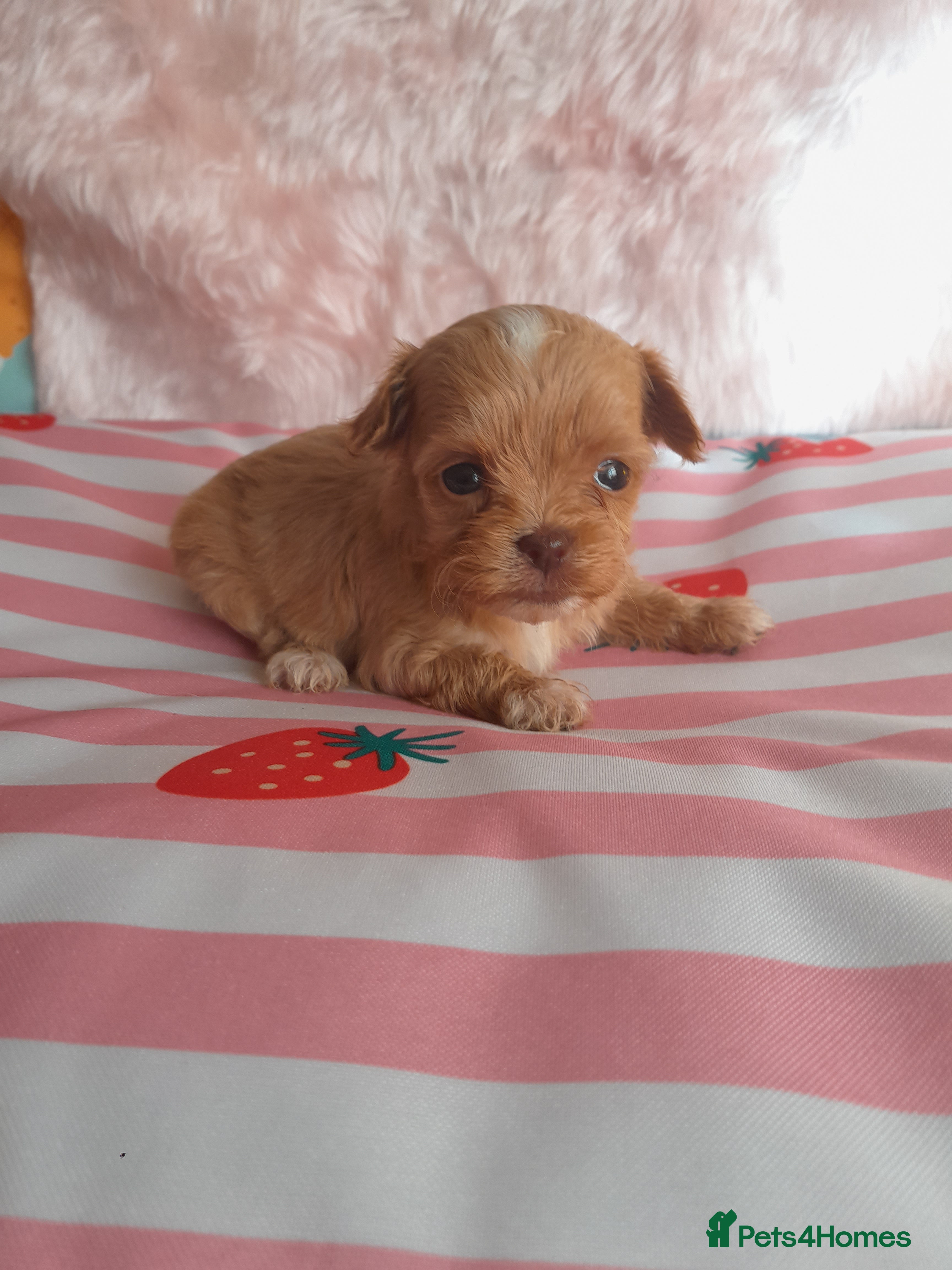 Maltipoo dogs Extensively DNA clear ASIAN maltipoo - Advert 2