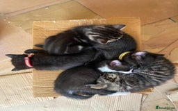 Domestic Shorthair cats for sale: Beautiful, friendly, playful &healthy kittens - Image 2