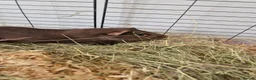 Guinea Pig rodents for sale: Pair of 2-Year-Old Male Guinea Pigs in Harrogate - Advert 5