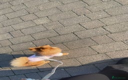 Pomeranian dogs for sale: Girl Pomeranian puppy for Sale - Greenwich, London - Image 6