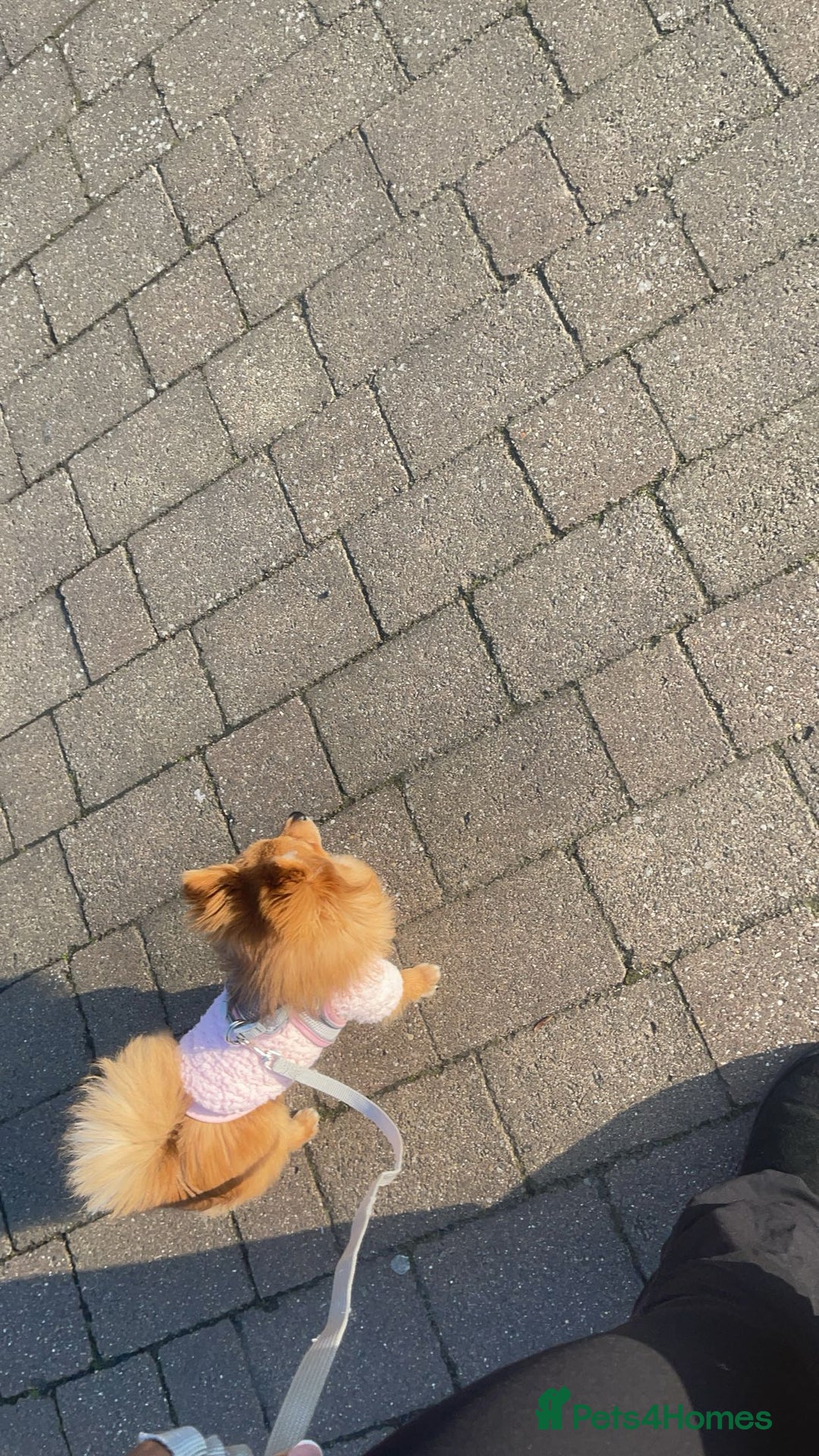 Pomeranian dogs for sale: Girl Pomeranian puppy for Sale - Greenwich, London - Image 6
