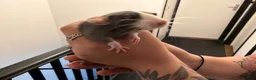 Rat rodents for sale: Adorable baby dumbo rats  - Advert 35