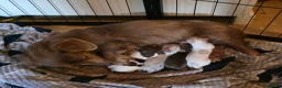 Dachshund dogs for sale: Longcoat chocolate and tan Miniature dashound boy in Walsall - Advert 1