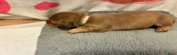 Miniature Dachshund dogs for sale: Long haired Miniature Dachshunds - Advert 9