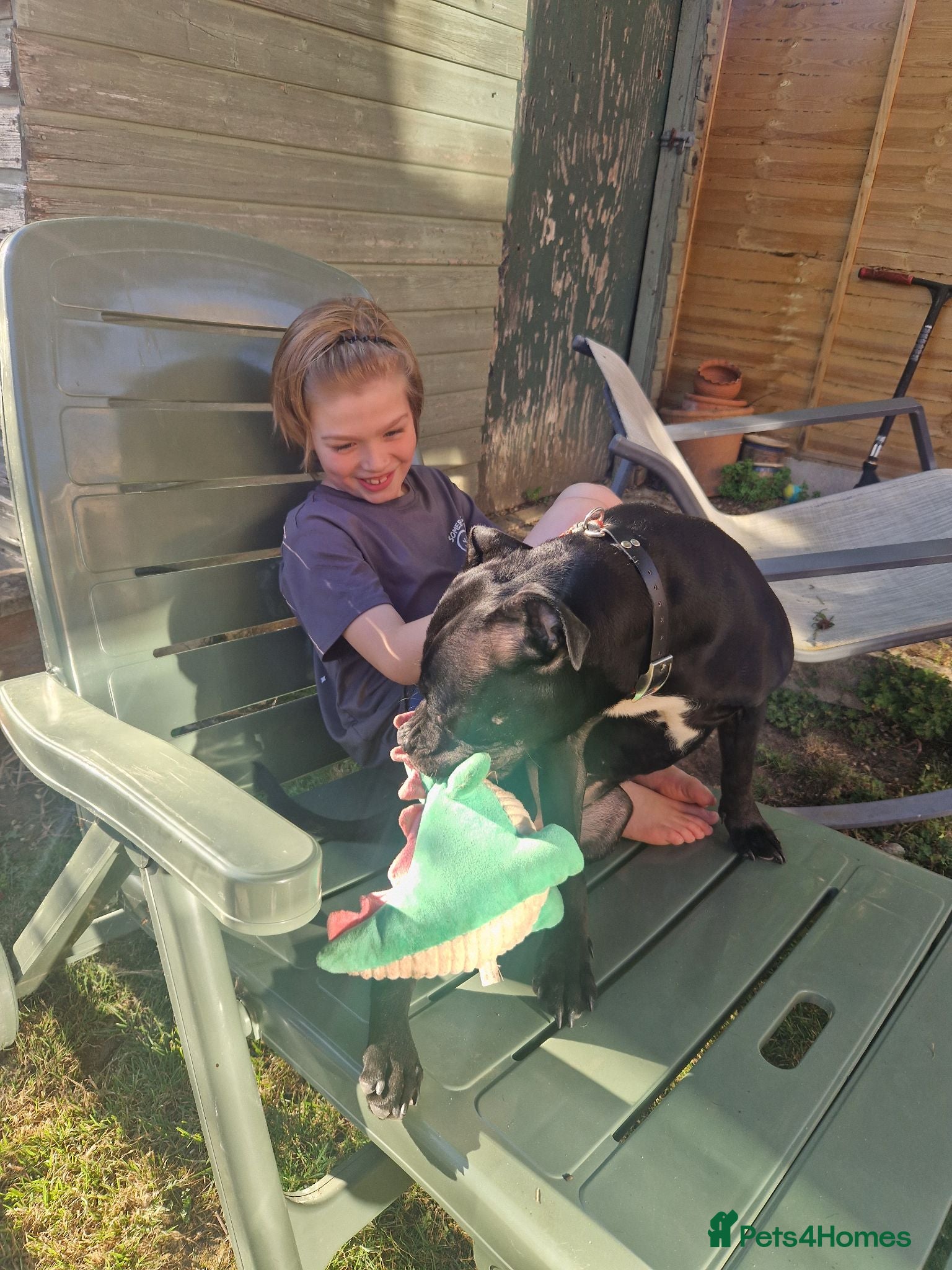 Staffordshire Bull Terrier dogs Staffy beautiful  - Advert 1
