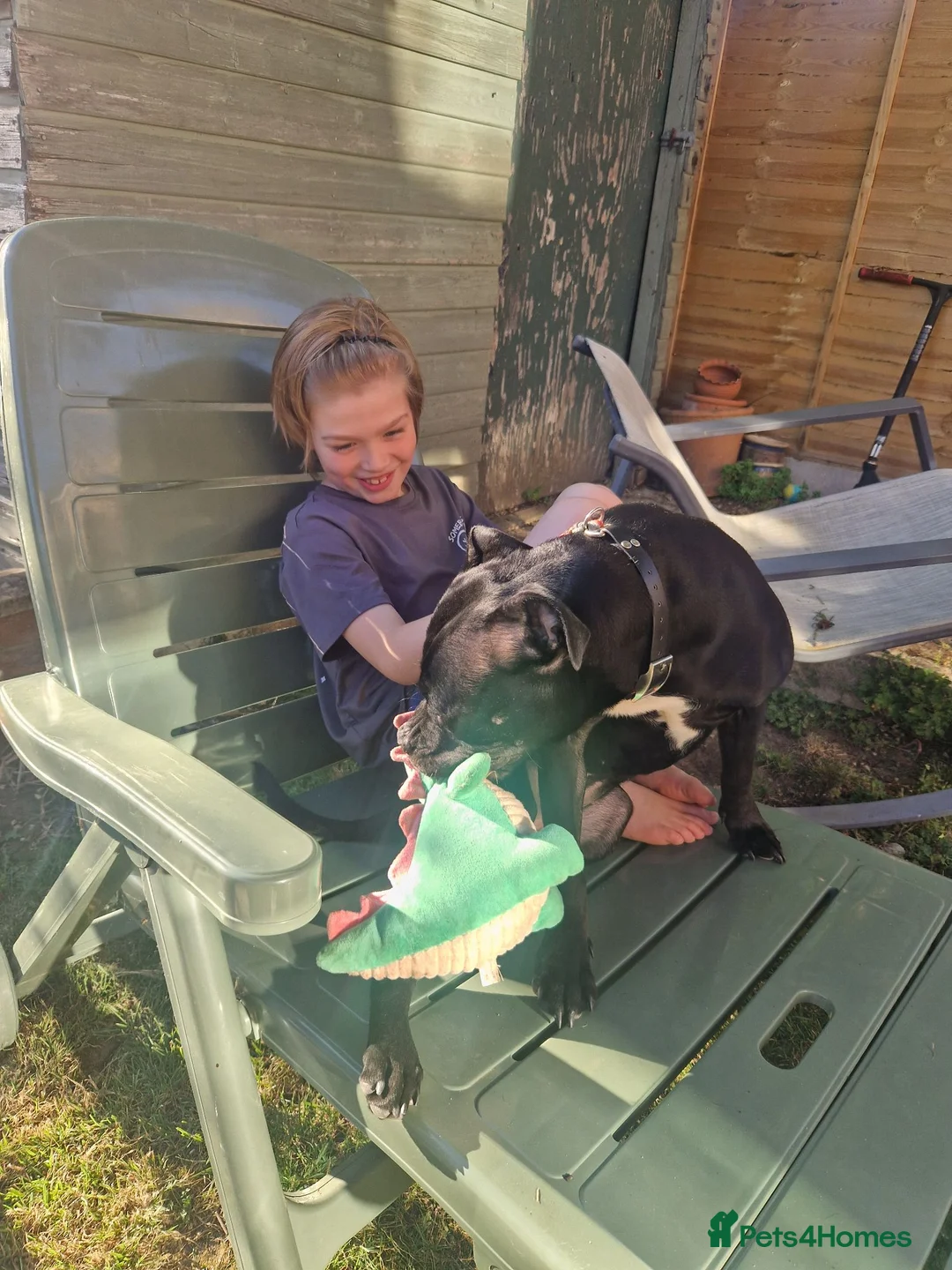 Staffordshire Bull Terrier dogs for sale: Staffy beautiful  - Advert 1