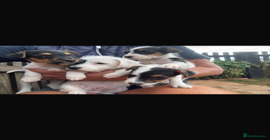 Jack Russell dogs - Advert 5