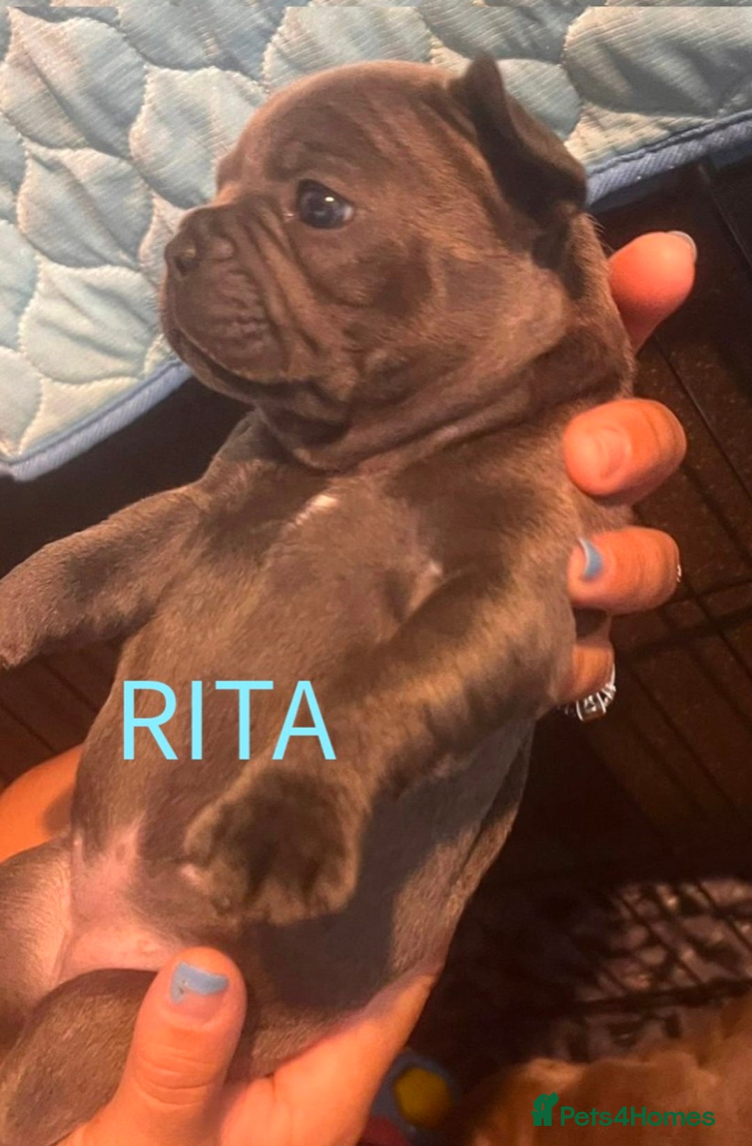 French Bulldog dogs for sale: Stunning French bulldog puppies 🐕 - Image 7