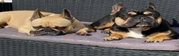 French Bulldog dogs for adoption: FRANK & MILO FRENCHIES ADOPTION IN WESTCOUNTRY - Advert 6