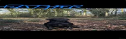Labrador Retriever dogs for sale: KC reg Working Labrador puppies  - Advert 5
