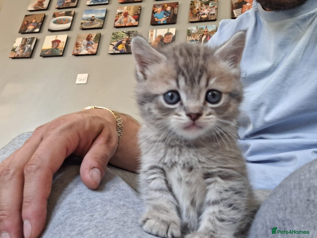Scottish Fold cats for sale: Beautiful Scottish fold kittens - Image 14