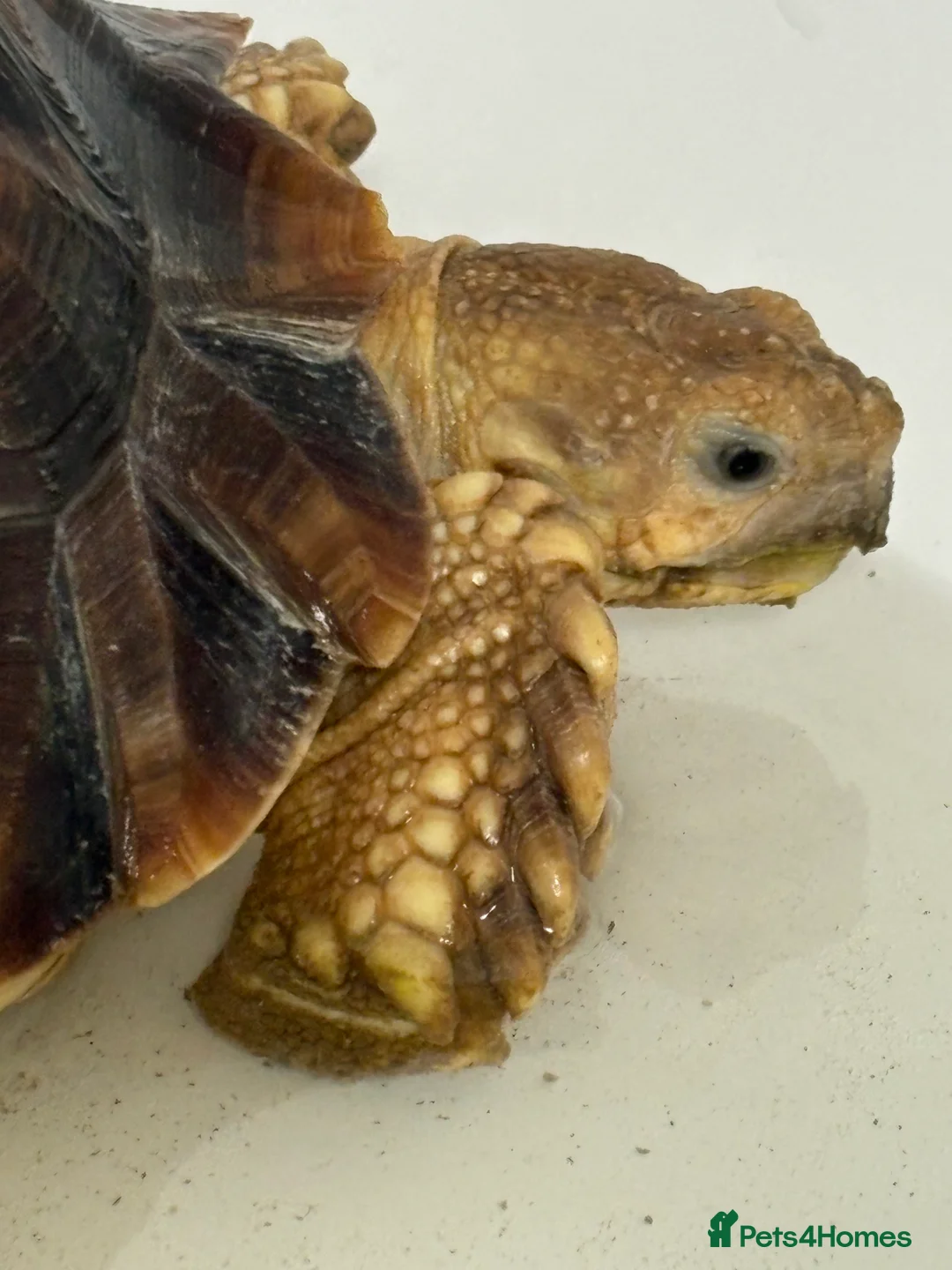Tortoise reptiles for sale: 3 year old Sulcuta tortoise  - Advert 1