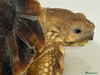 Tortoise reptiles 3 year old Sulcuta tortoise - Advert 2