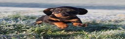 Miniature Dachshund dogs for sale: Stunning Miniature Dachshund Puppies - Advert 36
