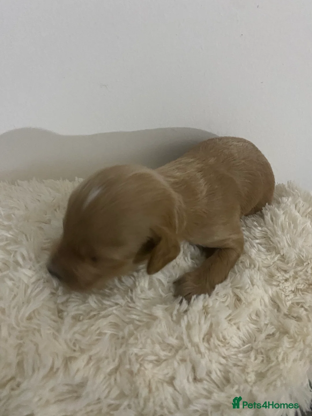 Cockapoo dogs for sale: Toy Poodle Cross Puppies, Mum & Dad Seen, London - Advert 10