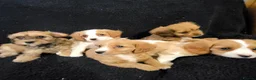 Mixed Breed dogs for sale: Cavapoochon puppies  - Advert 12