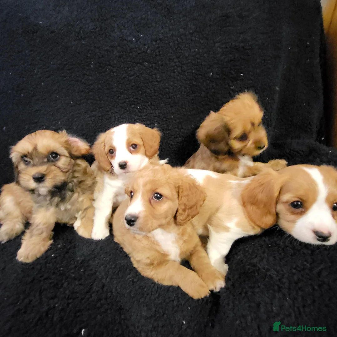 Mixed Breed dogs for sale: Cavapoochon puppies  - Advert 12