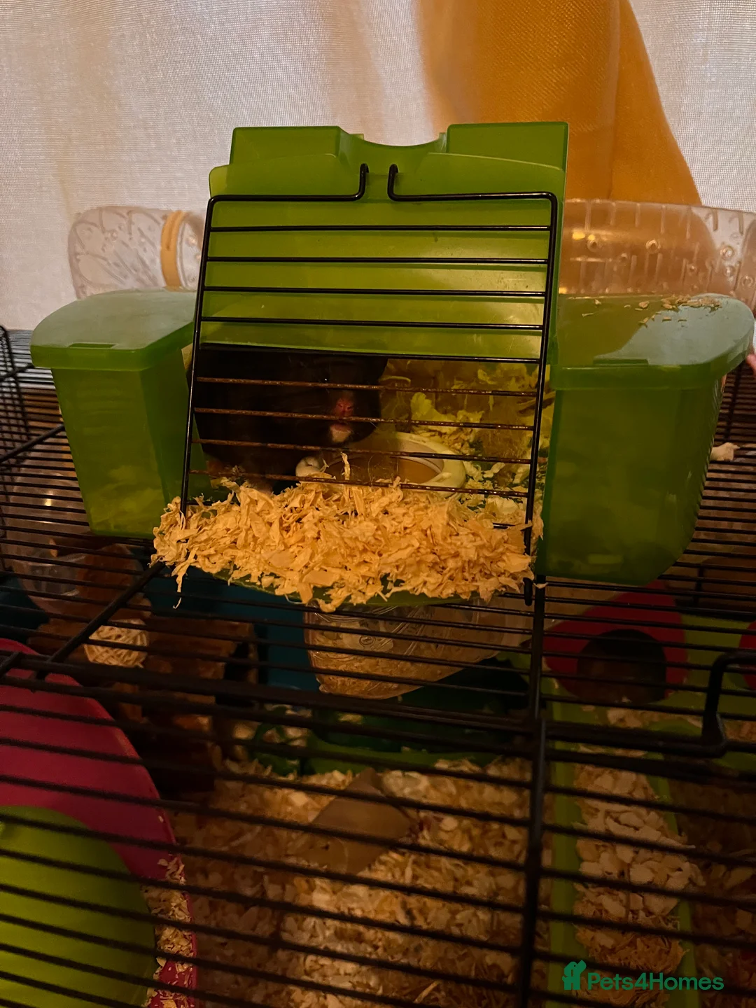 Hamster rodents for sale: Syrian Hamster  in Dalbeattie - Advert 2