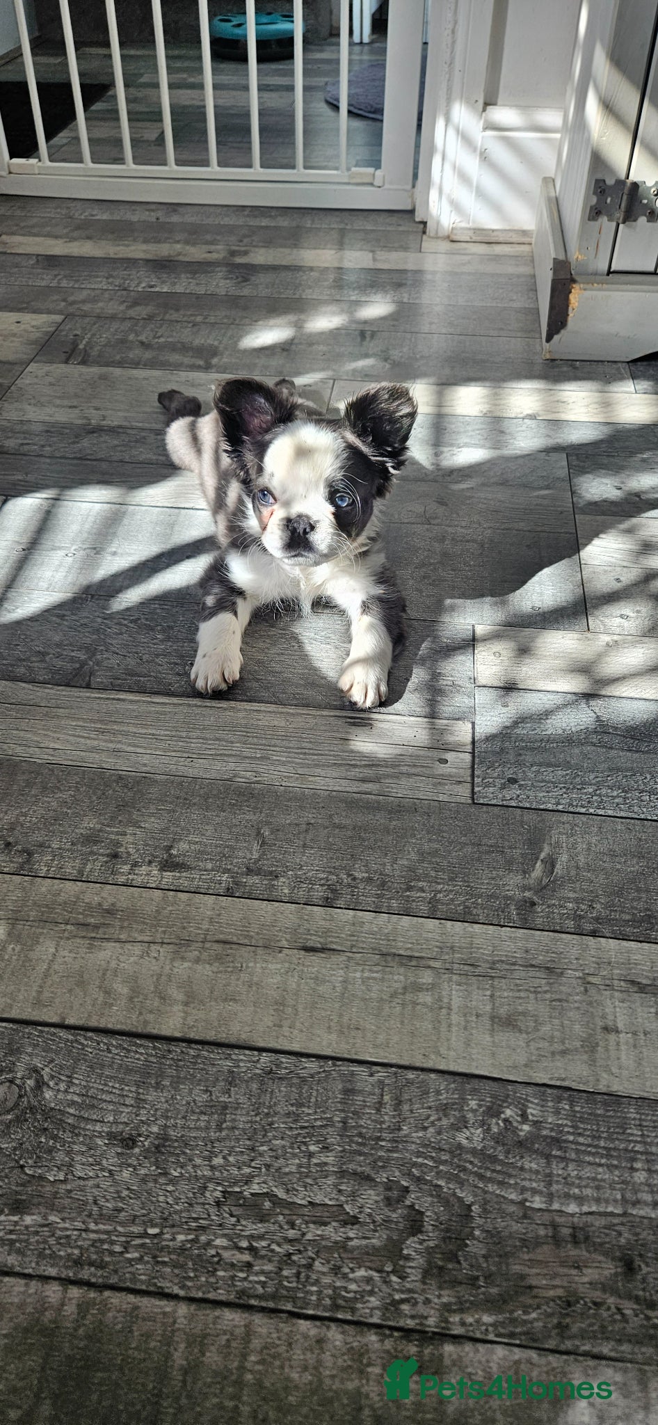 French Bulldog dogs french bulldog puppies - Advert 13