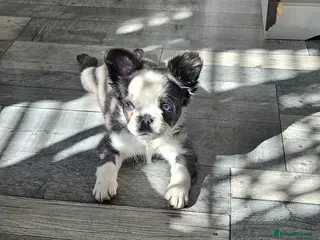 French Bulldog dogs french bulldog puppies - Advert 13