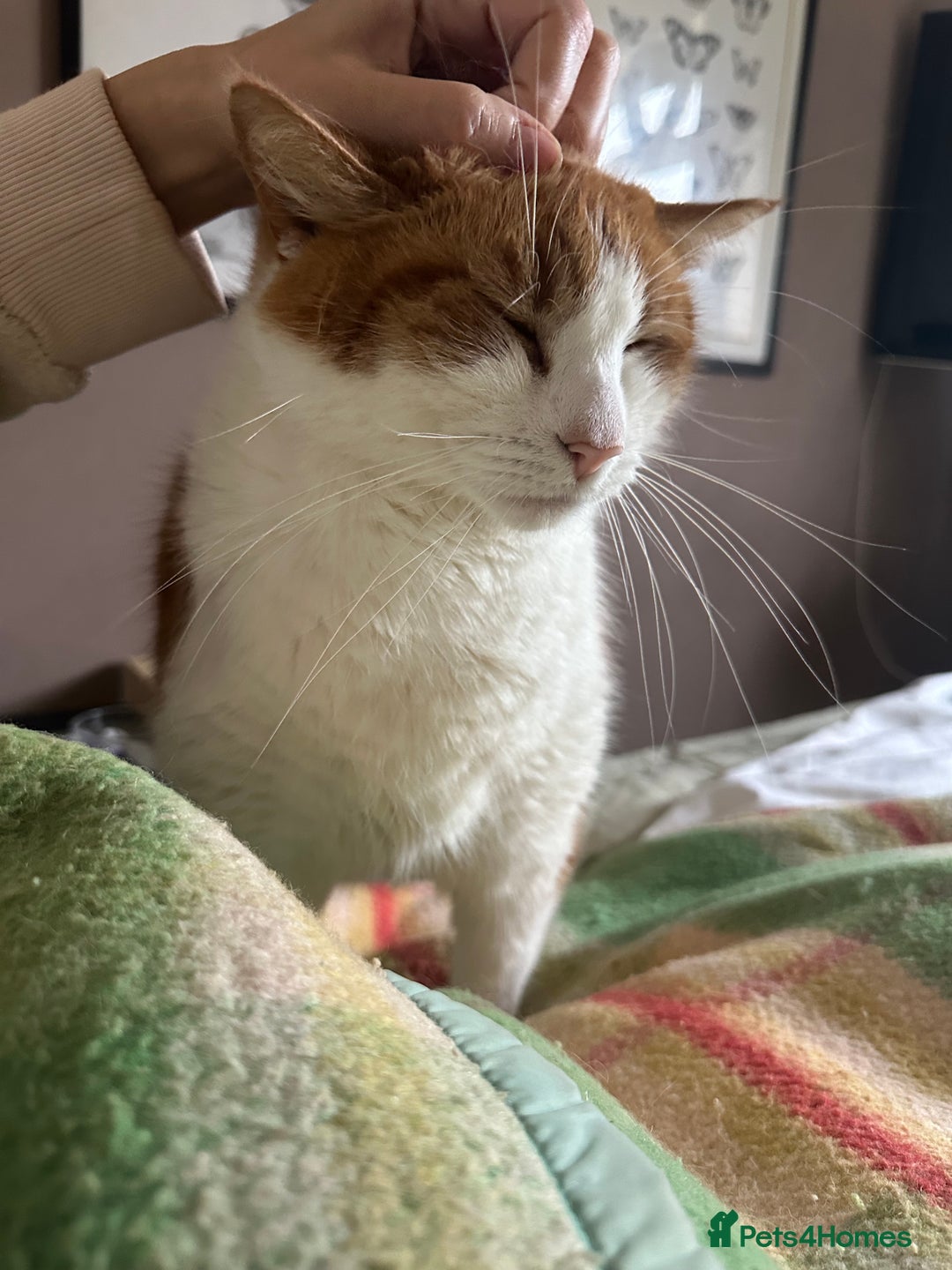 Domestic Shorthair cats for sale: Momie the Foodie - Advert 13