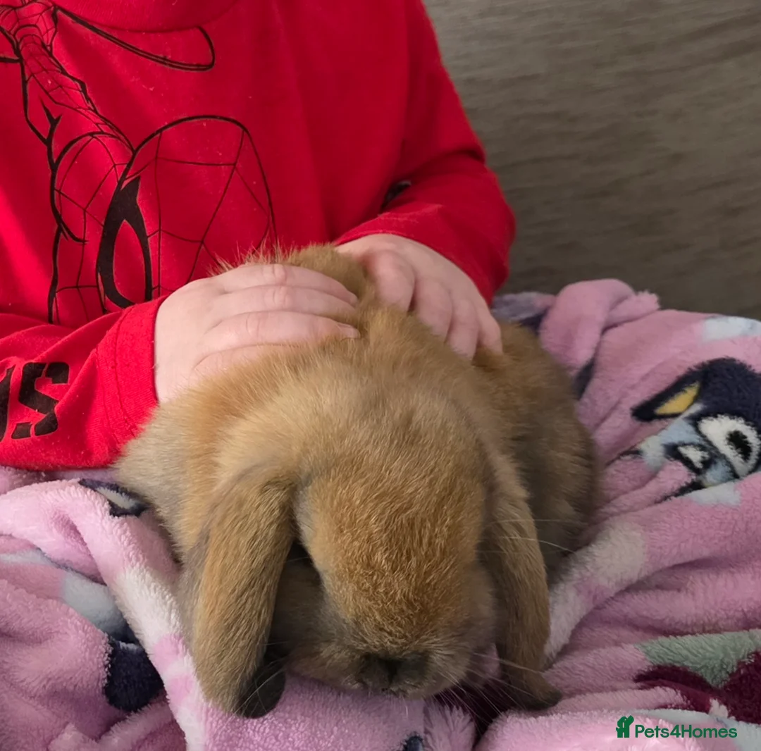 Mini Lop rabbits for sale: Mini lop bunnies ready to leave in Bedford - Advert 5