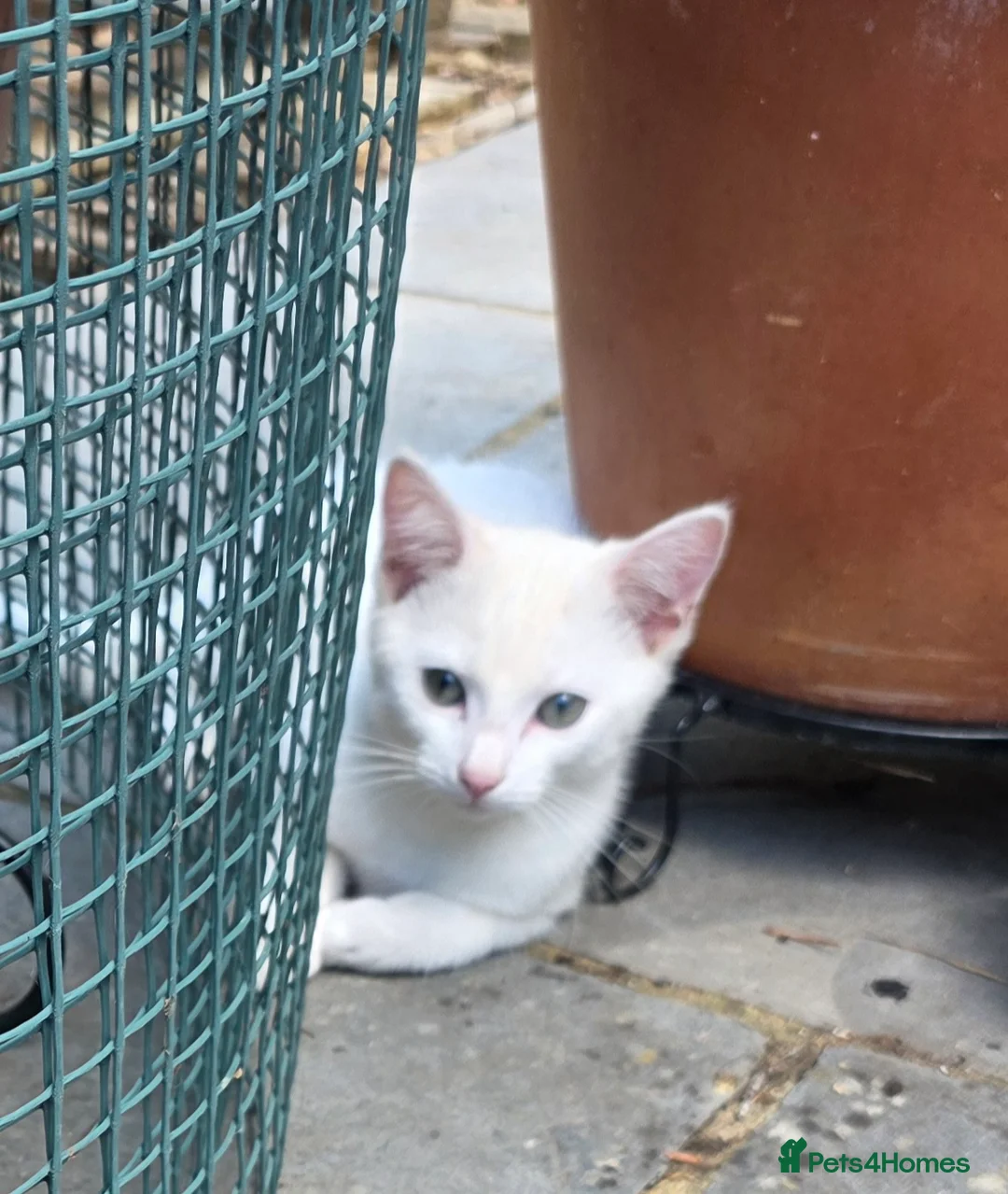 Mixed Breed cats for sale: Lovely Little Kittens for Sale - Advert 2