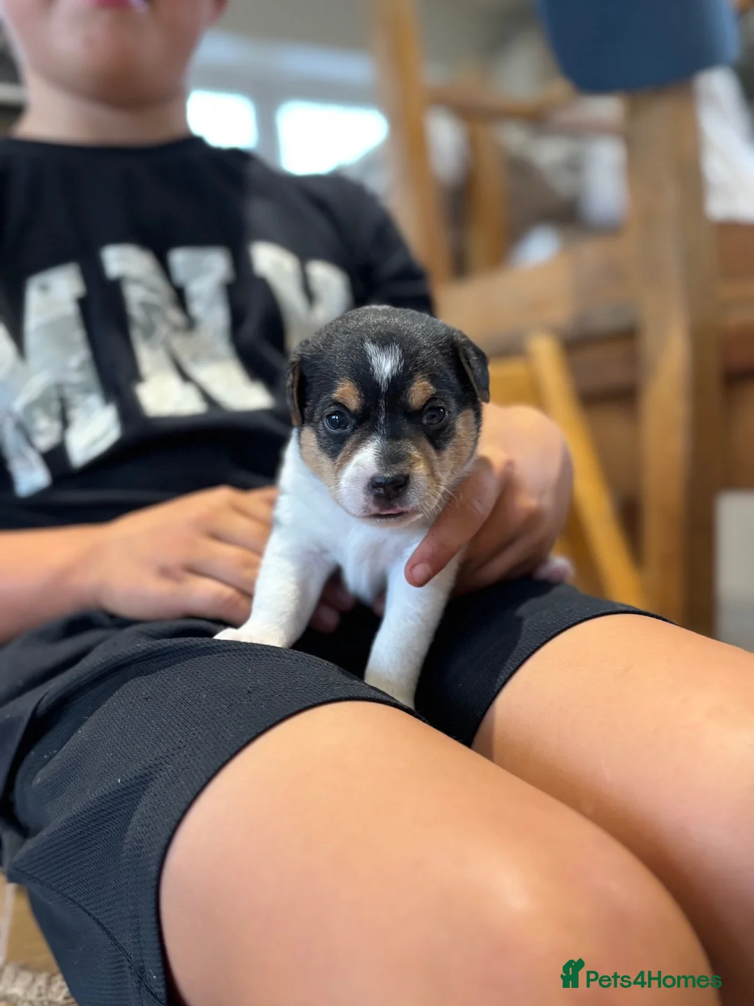 Jack Russell dogs for sale: JACK RUSSEL PUPPIES  - Advert 7