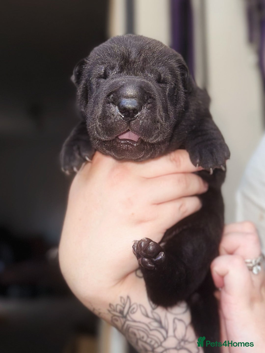 Shar Pei dogs for sale: REDUCED*READYNOW Beautiful bear/brush shar peis  - Image 18