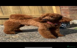 Mixed Breed dogs for sale: Patterdale cross - Image 6