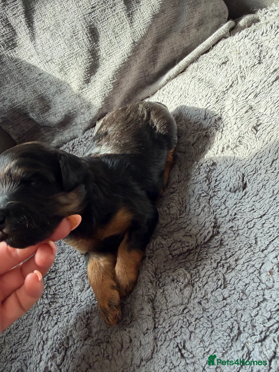 Cockapoo dogs for sale: Beautiful f1b cockapoos for sale  - Advert 18