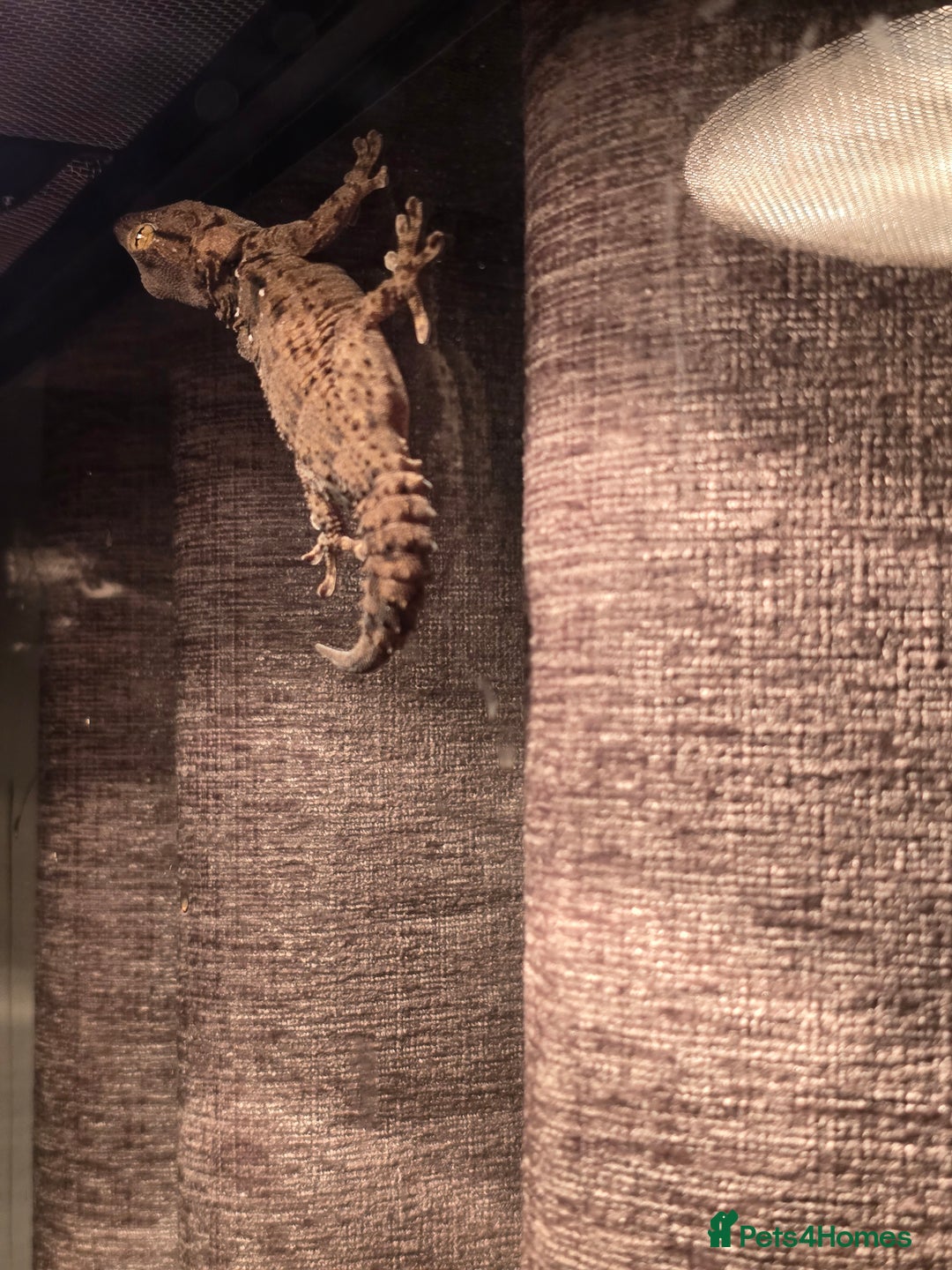 Gecko reptiles for sale: Crocodile Gecko and Vivarium for sale £130 - Advert 18