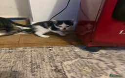 Mixed Breed cats for sale: Mixed bead boys  - Image 5
