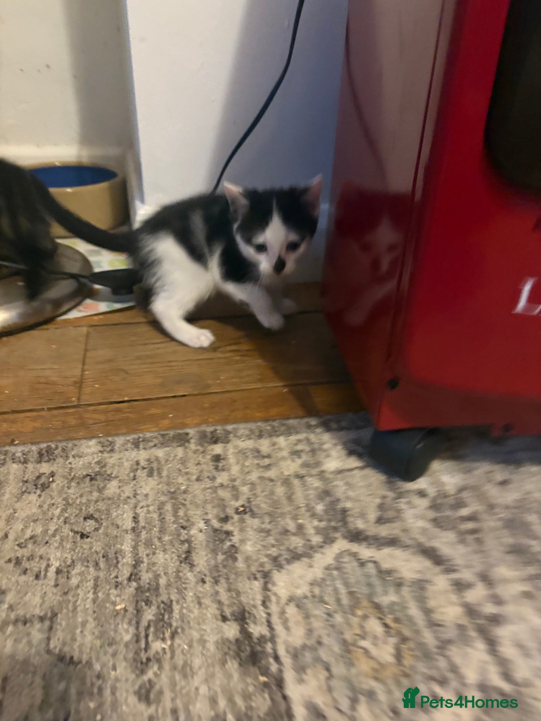 Mixed Breed cats for sale: Mixed bead boys  - Image 5