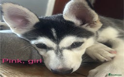 Siberian Husky dogs for sale: Husky pups 1 beautiful girl & 1 handsome boy left. - Image 12