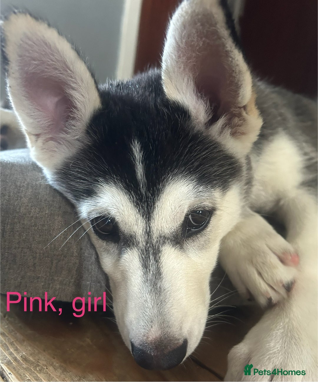 Siberian Husky dogs for sale: Husky pups 1 beautiful girl & 1 handsome boy left. - Image 12
