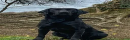 Labrador Retriever dogs for sale: Beautiful KC reg working Labrador Retriever pups  - Advert 4
