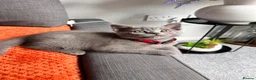 British Shorthair cats for sale: British shorthair kittens  in Skelmersdale - Advert 7