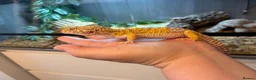 Leopard Gecko reptiles for sale: Leopard Gecko & Full set up in Larbert - Advert 5