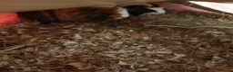 Guinea Pig rodents for sale: 2 Male Guinea pigs - Advert 2