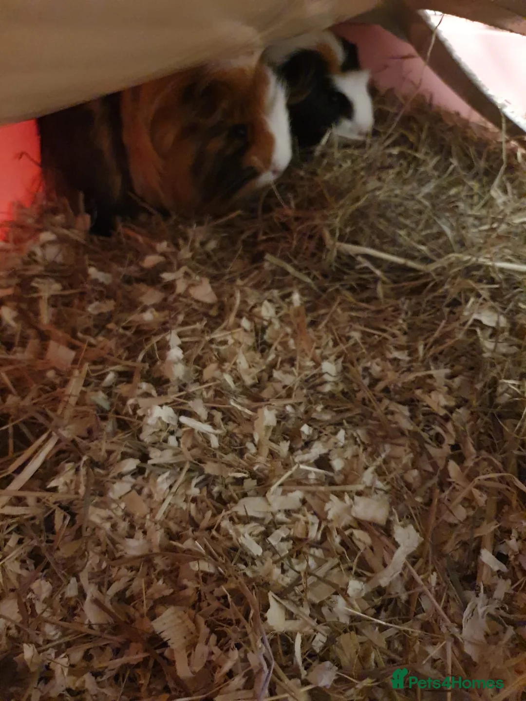 Guinea Pig rodents for sale: 2 Male Guinea pigs - Advert 2