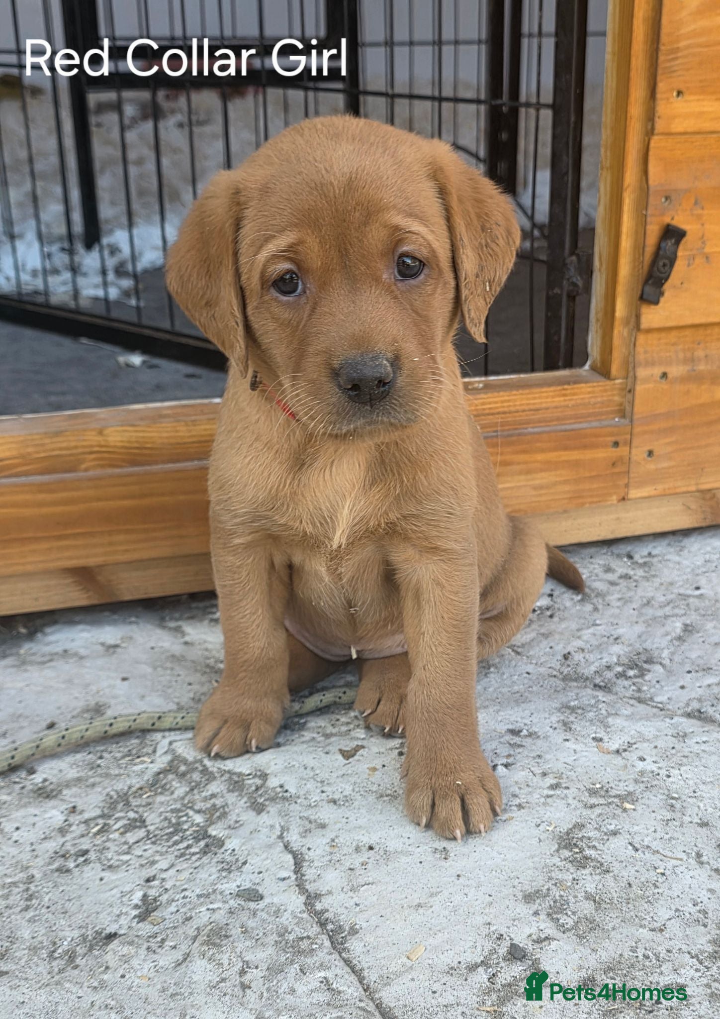 Labrador Retriever dogs KC REG, EHANCED HEALTH TESTED, RED & YELLOW LABS - Advert 2