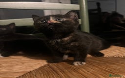 Bengal cats for sale: Bengal Mix Ready!!- 4/6 left! - Image 9